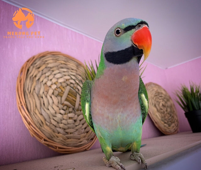 Mua Bán Vẹt Ngực Hồng: Cơ Hội Vàng Cho Người Yêu Chim!